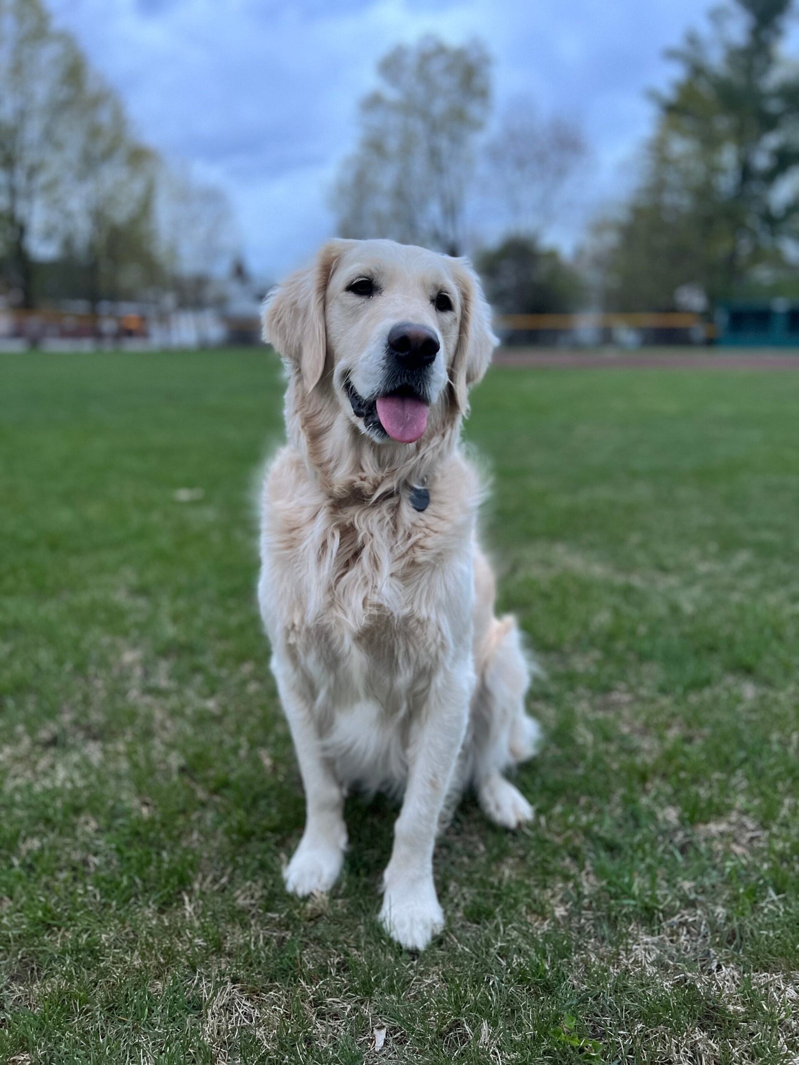 portrait photo of golden retriever sitting and smiling